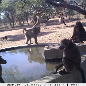 Baboon Trail Camera