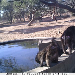 Baboon Trail Camera