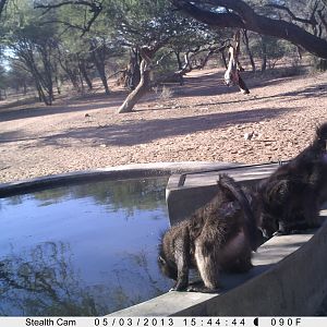 Baboon Trail Camera