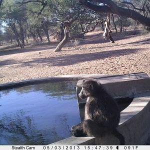 Baboon Trail Camera