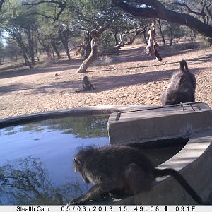 Baboon Trail Camera