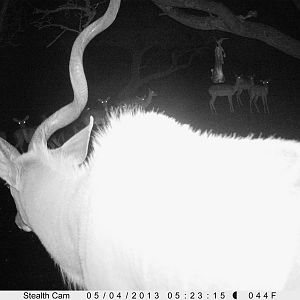 Greater Kudu Trail Camera