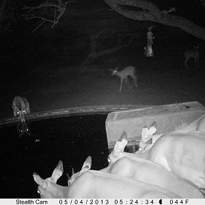 Impala Trail Camera