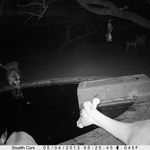 Impala Trail Camera