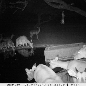 Impala Trail Camera