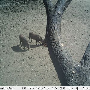 Warthog Trail Camera