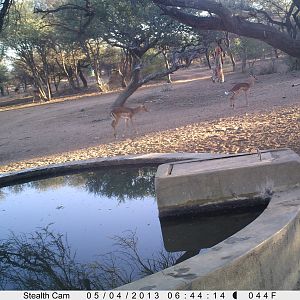 Impala Trail Camera