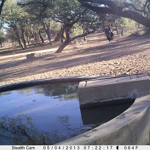 Honey Badger Trail Camera