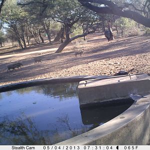 Honey Badger Trail Camera