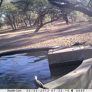 Honey Badger Trail Camera