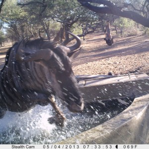 Blue Wildebeest Trail Camera