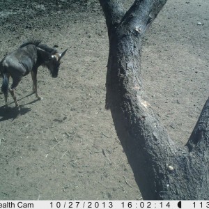 Blue Wildebeest Trail Camera