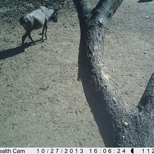 Blue Wildebeest Trail Camera