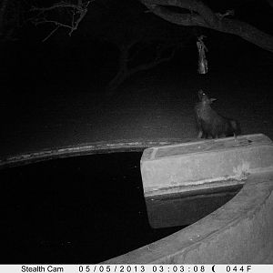 Brown Hyena Trail Camera