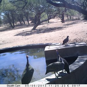 Guineafowl Trail Camera