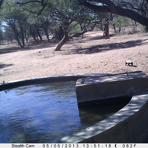 Honey Badger Trail Camera