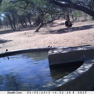 Honey Badger Trail Camera