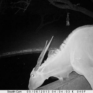 Cape Eland Trail Camera