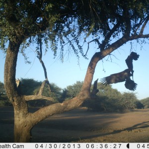 Eagle Trail Camera