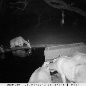 Impala Trail Camera