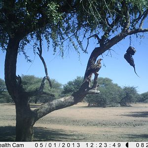 Eagle Trail Camera