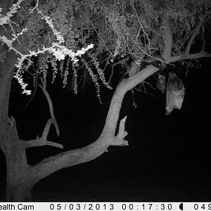 Honey Badger Trail Camera