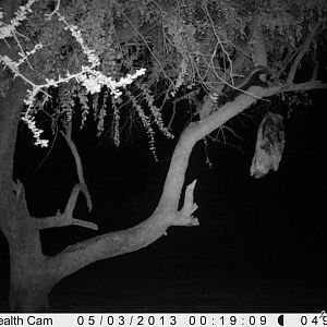 Honey Badger Trail Camera