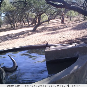 Blue Wildebeest Trail Camera