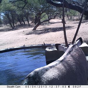 Gemsbok Trail Camera