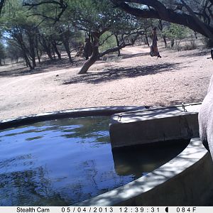 Gemsbok Trail Camera