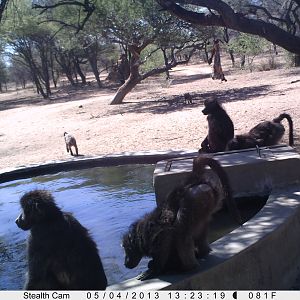 Baboon Trail Camera