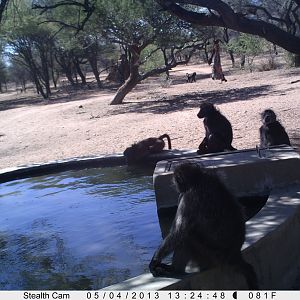 Baboon Trail Camera