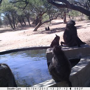 Baboon Trail Camera