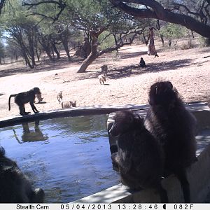 Baboon Trail Camera