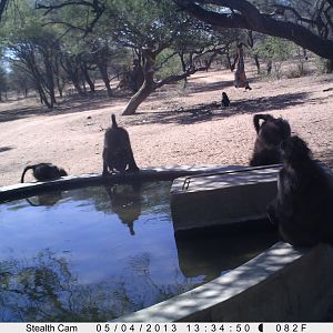 Baboon Trail Camera