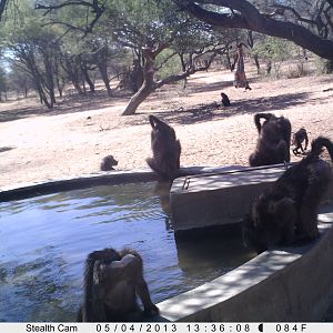 Baboon Trail Camera