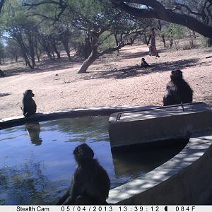 Baboon Trail Camera