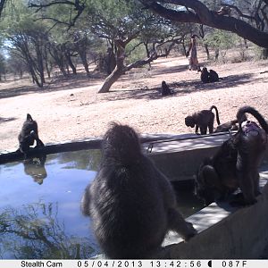 Baboon Trail Camera