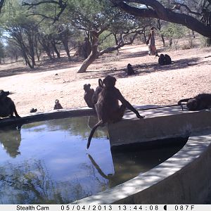 Baboon Trail Camera