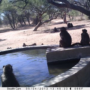 Baboon Trail Camera