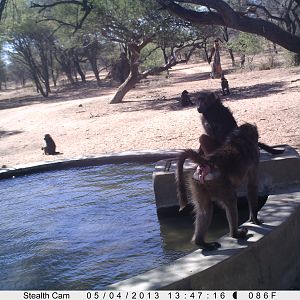 Baboon Trail Camera