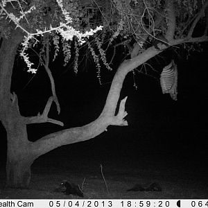 Honey Badger Trail Camera