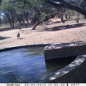 Baboon Trail Camera