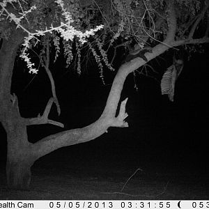 Honey Badger Trail Camera