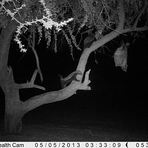 Honey Badger Trail Camera