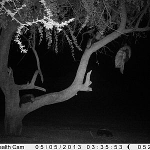 Honey Badger Trail Camera