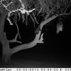 Honey Badger Trail Camera