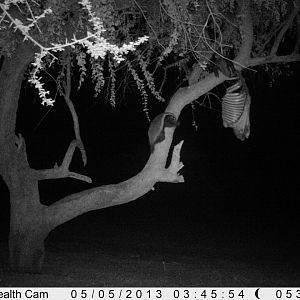 Honey Badger Trail Camera