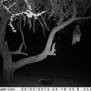 Honey Badger Trail Camera