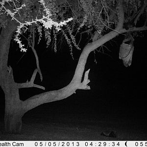 Honey Badger Trail Camera